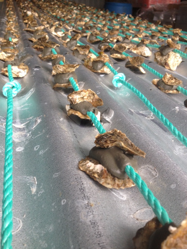 Image: Shane Chalker